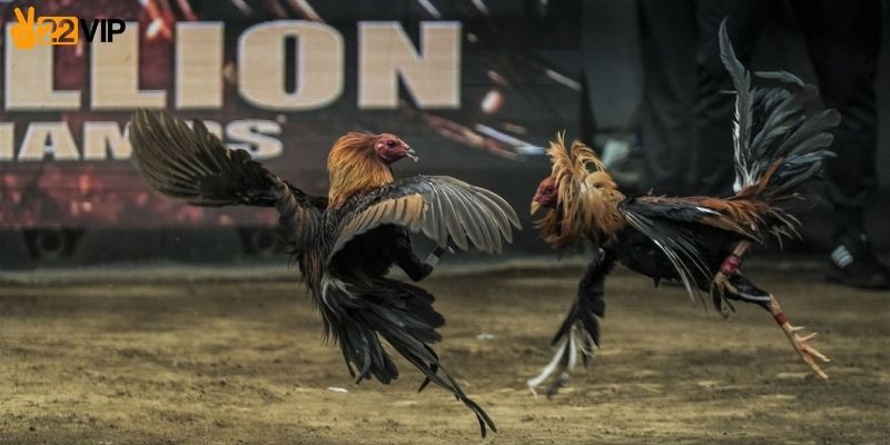 Giao diện livestream đá gà Thomo trực tiếp sắc nét